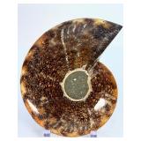 Exceptional Pair of Polished Cleoniceras Ammonites | 110M Year-Old Cretaceous Fossils | Intricate 'Oak-Leaf' Suture Pattern | Mahajanga, Madagascar