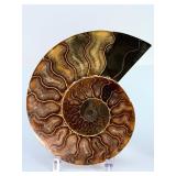 Exceptional Pair of Polished Cleoniceras Ammonites | 110M Year-Old Cretaceous Fossils | Intricate 'Oak-Leaf' Suture Pattern | Mahajanga, Madagascar