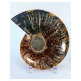 Exceptional Pair of Polished Cleoniceras Ammonites | 110M Year-Old Cretaceous Fossils | Intricate 'Oak-Leaf' Suture Pattern | Mahajanga, Madagascar