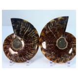Exceptional Pair of Polished Cleoniceras Ammonites | 110M Year-Old Cretaceous Fossils | Intricate 'Oak-Leaf' Suture Pattern | Mahajanga, Madagascar
