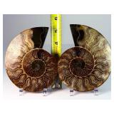 Exceptional Pair of Polished Cleoniceras Ammonites | 110M Year-Old Cretaceous Fossils | Intricate 'Oak-Leaf' Suture Pattern | Mahajanga, Madagascar
