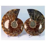 Exceptional Pair of Polished Cleoniceras Ammonites | 110M Year-Old Cretaceous Fossils | Intricate 'Oak-Leaf' Suture Pattern | Mahajanga, Madagascar