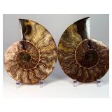 Exceptional Pair of Polished Cleoniceras Ammonites | 110M Year-Old Cretaceous Fossils | Intricate 'Oak-Leaf' Suture Pattern | Mahajanga, Madagascar