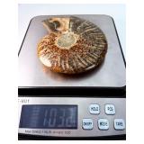 Exceptional Pair of Polished Cleoniceras Ammonites | 110M Year-Old Cretaceous Fossils | Intricate 'Oak-Leaf' Suture Pattern | Mahajanga, Madagascar