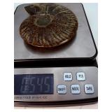 Exceptional Pair of Polished Cleoniceras Ammonites | 110M Year-Old Cretaceous Fossils | Intricate 'Oak-Leaf' Suture Pattern | Mahajanga, Madagascar