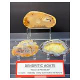 Rare Dendritic Agate Specimens - 'The Stones of Plenitude'