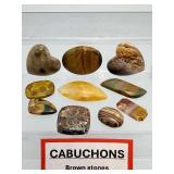 Premium Collection of 10 Polished Gemstone Cabochons – Michigan Fossils & Exotic Jaspers