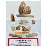 Rare 12-Piece Collection of Polished Petrified Wood – Ancient Fossilized Art