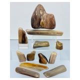 Rare 12-Piece Collection of Polished Petrified Wood – Ancient Fossilized Art