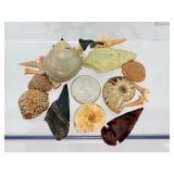 Premier Fossil Treasure Chest: Megalodon Pieces, Sharks Teeth, White & Rainbow Ammonites, Sea Urchins, Vertebrae, & Hand-Knapped Arrowheads