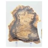 2-Piece Petrified Wood Slab Set - Visible Growth Rings & Mineral Replacement - Fossil Specimen