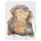 2-Piece Petrified Wood Slab Set - Visible Growth Rings & Mineral Replacement - Fossil Specimen
