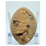 Museum-Grade Agate Geode Half with Intact Embedded Ammonite & Fossil Impressions