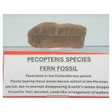 Museum-Quality Carboniferous Fossil: Detailed Pecopteris Fern