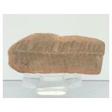 Museum-Quality Carboniferous Fossil: Detailed Pecopteris Fern