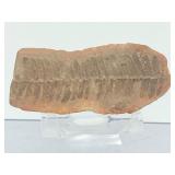 Museum-Quality Carboniferous Fossil: Detailed Pecopteris Fern