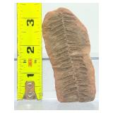 Museum-Quality Carboniferous Fossil: Detailed Pecopteris Fern