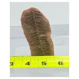 Museum-Quality Carboniferous Fossil: Detailed Pecopteris Fern