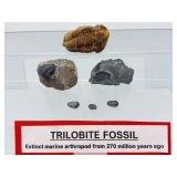 Rare Paleozoic Trilobite Collection - 6 Authentic Multi-Species Specimens