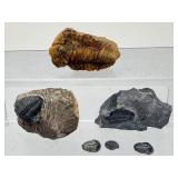 Rare Paleozoic Trilobite Collection - 6 Authentic Multi-Species Specimens