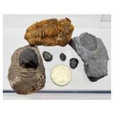 Rare Paleozoic Trilobite Collection - 6 Authentic Multi-Species Specimens