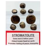 Extremely Rare Ancient Fossil Stromatolite Tumbled Stone Collection – Authentic 2 Billion Year Old Polished Natural History Specimens – Primordial Cyanobacteria Algae Fossils – Unique Grounding 