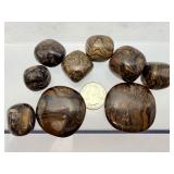 Extremely Rare Ancient Fossil Stromatolite Tumbled Stone Collection – Authentic 2 Billion Year Old Polished Natural History Specimens – Primordial Cyanobacteria Algae Fossils – Unique Grounding 