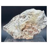 Laughter Stone' Crazy Lace Agate – Large Unpolished Collector Specimen (Chihuahua, Mexico)