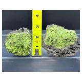 Rare Natural Peridot in Basalt Matrix Cluster – Raw 'Gem of the Sun' Olivine Xenolith Specimens – Authentic Arizona/San Carlos Mineral Collection