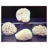 Rare Natural White Coral Specimen Set: Fossilized Brain and Crater Coral Collection - Vintage Marine Life Display