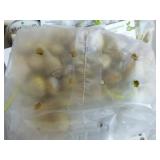 Onion Seed Packets