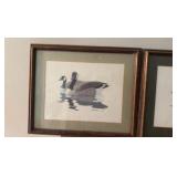 Three Vintage wildlife duck photos