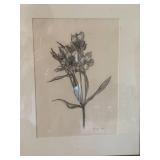 Terri Murphy Charcoal Floral Drawing Colombian Alstromeria Framed
