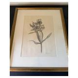 Terri Murphy Charcoal Floral Drawing Colombian Alstromeria Framed