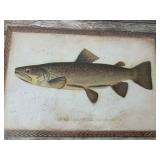 Framed Fish Prints - Brown Trout & Yellow Perch (Lot of 2)