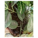 Threshold Potted Faux Plant - Variegated Pothos in White Pot