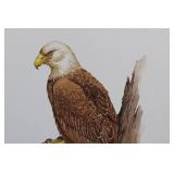 Geri Arnold Bald Eagle Illustration Print - 15 x 20 Inches on Paper