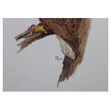 Geri Arnold Bald Eagle Illustration Print - 15 x 20 Inches on Paper