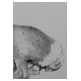 George Arnold - Graphite Drawing of a Greyhound in Profile Approximately 15' x 13'