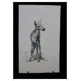 Geri Arnold - Pencil Drawing of Deer Fawn on Paper - 8.5 x 13.5 Inches