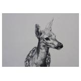 Geri Arnold - Pencil Drawing of Deer Fawn on Paper - 8.5 x 13.5 Inches