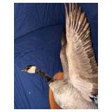 Canada goose taxidermy mount