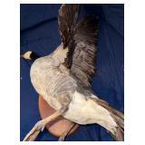 Canada goose taxidermy mount