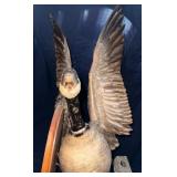 Canada goose taxidermy mount