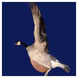 Canada goose taxidermy mount