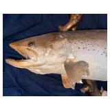 Large rainbow trout fish Mount