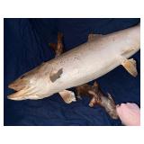 Large rainbow trout fish Mount