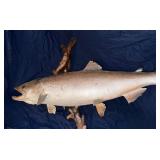 Large rainbow trout fish Mount