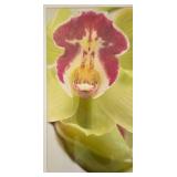 LR - Framed Signed Print - Orchid Close-Up
