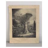 Antique Dracaena Draco Dragon Tree Engraving Print by J.J. Williams